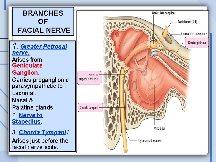 BRANCHES OF FACIAL NERVE 1. Greater Petrosal nerve. Arises from Geniculate Ganglion. Carries preganglionic