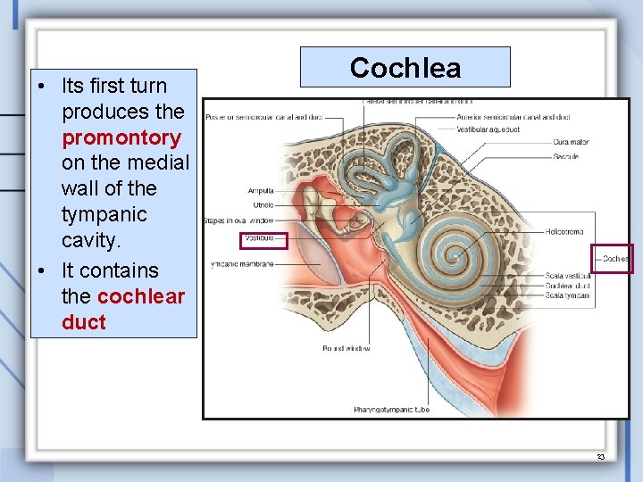  • Its first turn produces the promontory on the medial wall of the