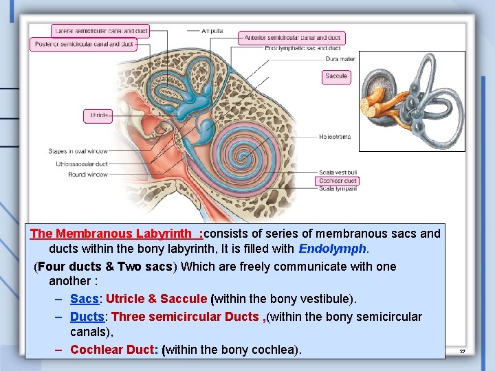 The Membranous Labyrinth : consists of series of membranous sacs and ducts within the