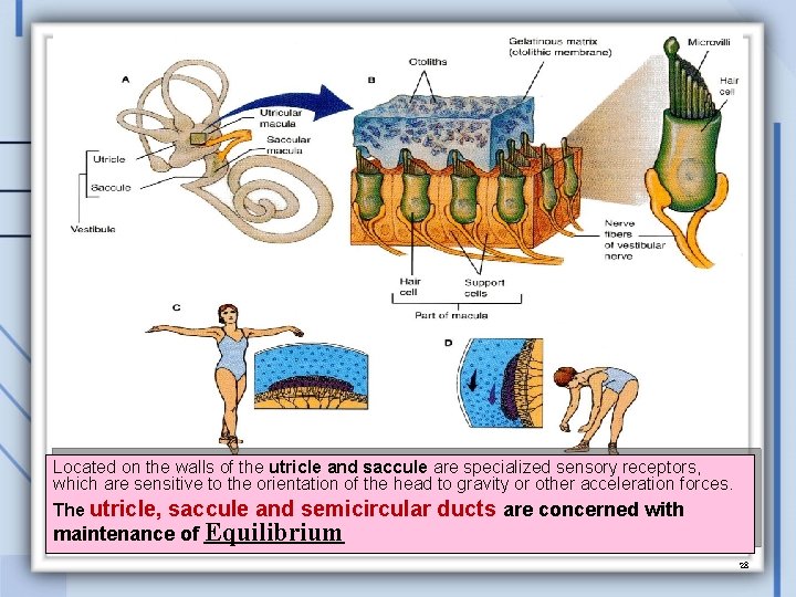 Located on the walls of the utricle and saccule are specialized sensory receptors, which