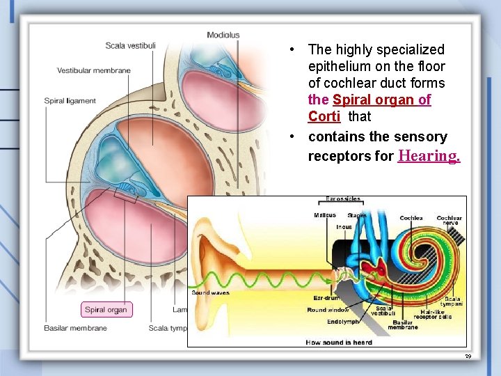  • The highly specialized epithelium on the floor of cochlear duct forms the