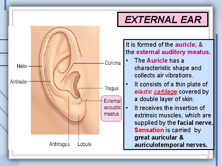 EXTERNAL EAR It is formed of the auricle, & the external auditory meatus. •