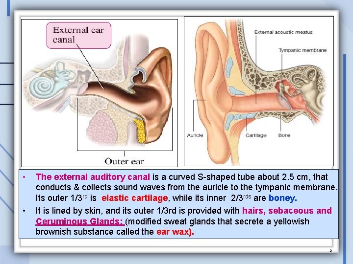  • • The external auditory canal is a curved S-shaped tube about 2.