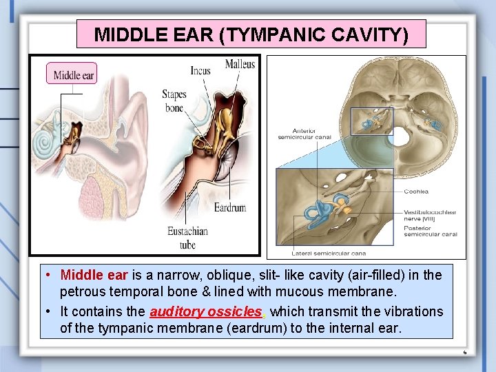 MIDDLE EAR (TYMPANIC CAVITY) • Middle ear is a narrow, oblique, slit- like cavity