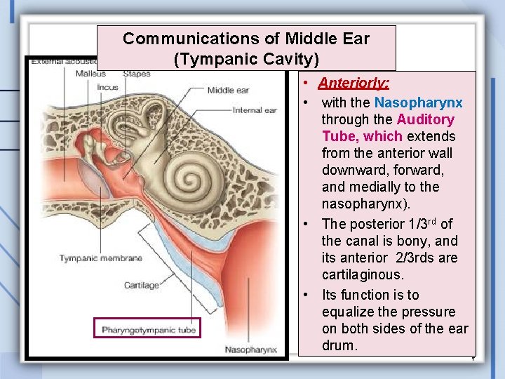 Communications of Middle Ear (Tympanic Cavity) • Anteriorly: • with the Nasopharynx through the