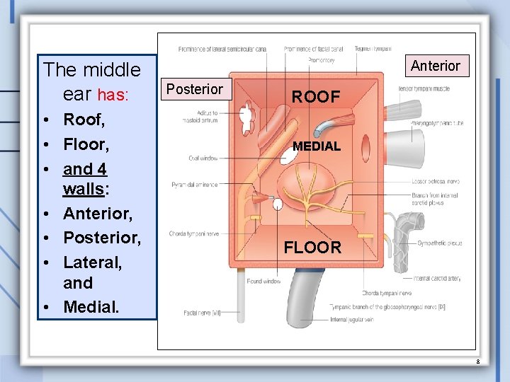 The middle ear has: • Roof, • Floor, • and 4 walls: • Anterior,