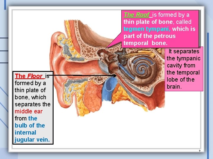 The Floor is formed by a thin plate of bone, which separates the middle