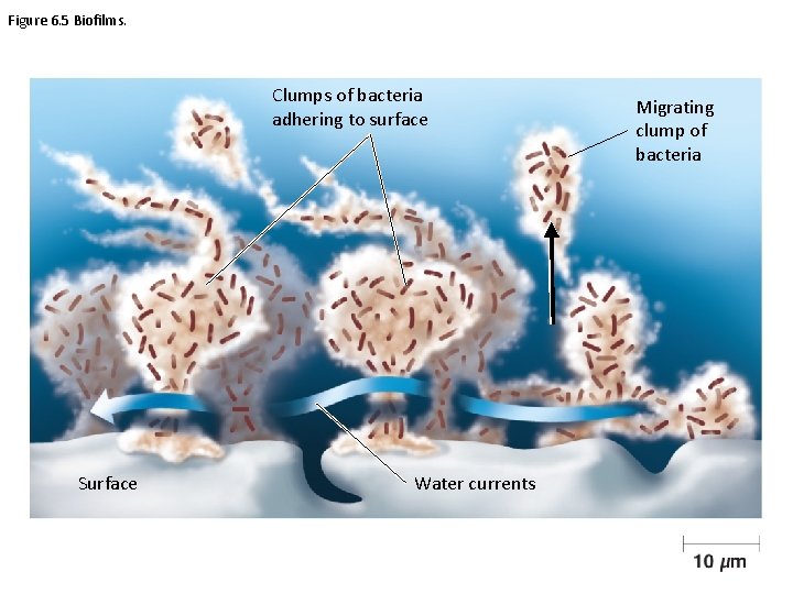 Figure 6. 5 Biofilms. Clumps of bacteria adhering to surface Surface Water currents Migrating