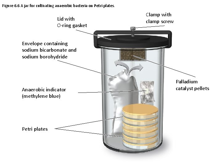 Figure 6. 6 A jar for cultivating anaerobic bacteria on Petri plates. Lid with