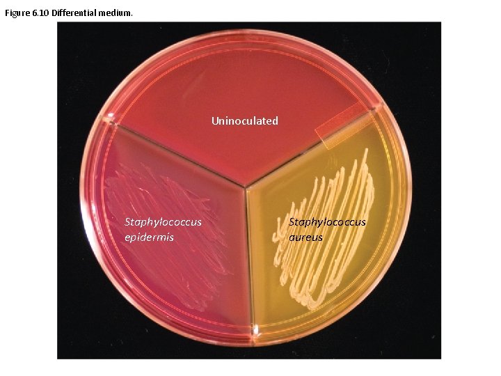 Figure 6. 10 Differential medium. Uninoculated Staphylococcus epidermis Staphylococcus aureus 