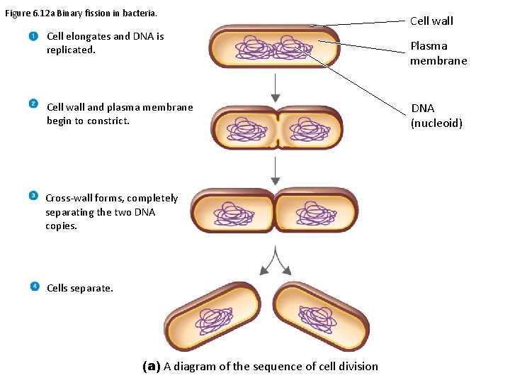 Figure 6. 12 a Binary fission in bacteria. Cell elongates and DNA is replicated.