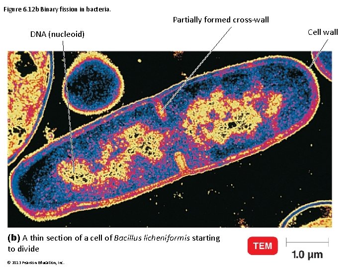 Figure 6. 12 b Binary fission in bacteria. Partially formed cross-wall DNA (nucleoid) (b)