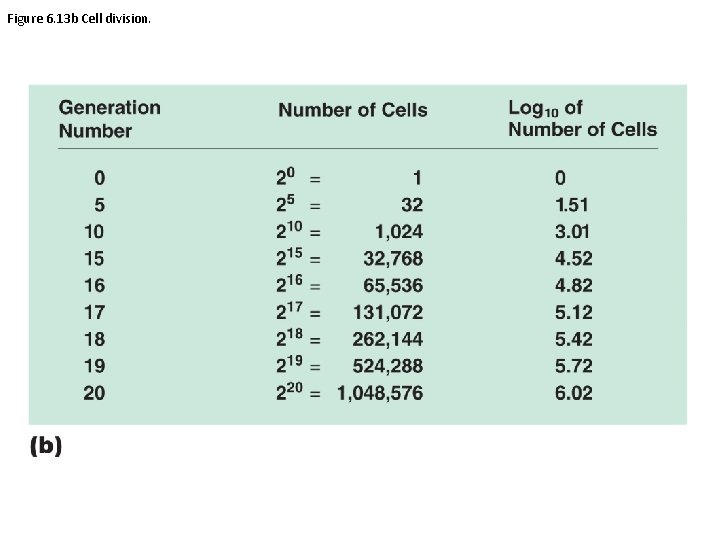 Figure 6. 13 b Cell division. 