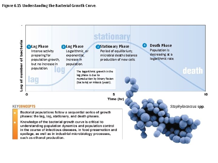 Figure 6. 15 Understanding the Bacterial Growth Curve. Lag Phase Intense activity preparing for