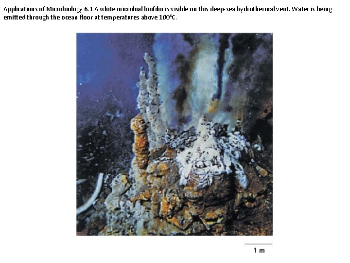 Applications of Microbiology 6. 1 A white microbial biofilm is visible on this deep-sea