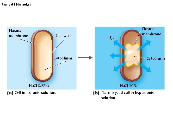 Figure 6. 4 Plasmolysis. Plasma membrane Cell wall Plasma membrane H 2 O Cytoplasm