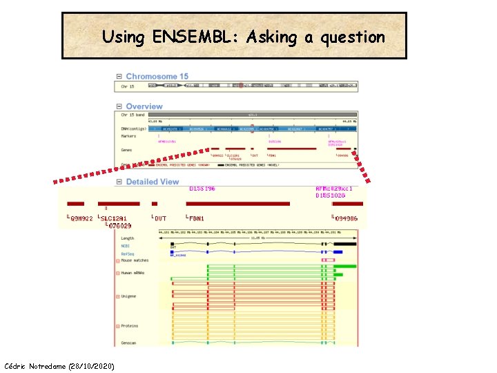 Using ENSEMBL: Asking a question Cédric Notredame (28/10/2020) 