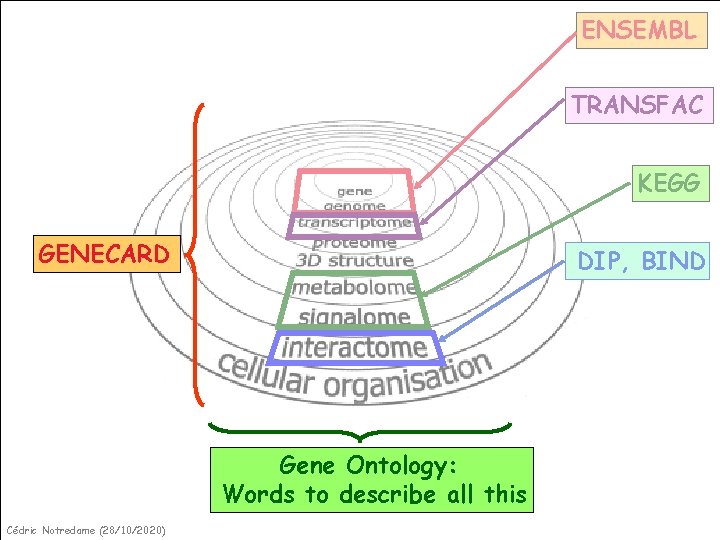 ENSEMBL TRANSFAC KEGG GENECARD DIP, BIND Gene Ontology: Words to describe all this Cédric