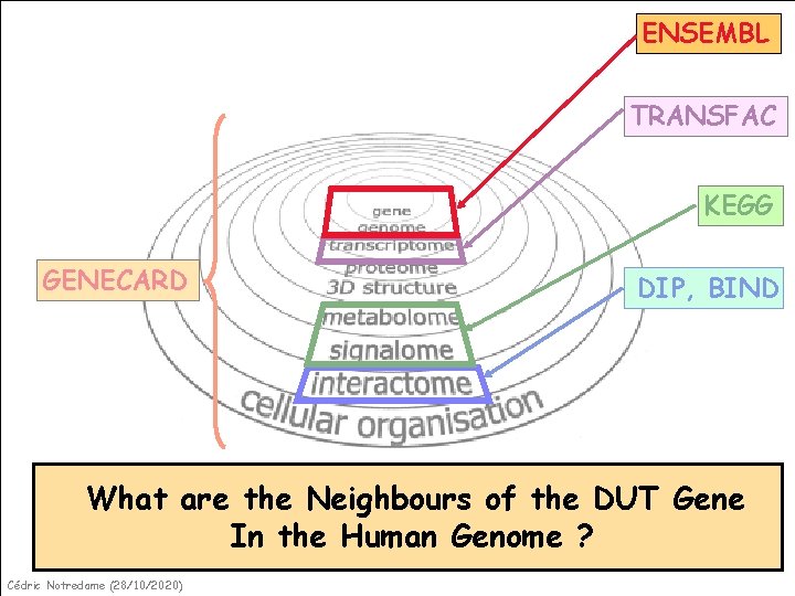 ENSEMBL TRANSFAC KEGG GENECARD DIP, BIND What are the Neighbours of the DUT Gene