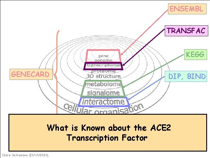 ENSEMBL TRANSFAC KEGG GENECARD DIP, BIND What is Known about the ACE 2 Gene