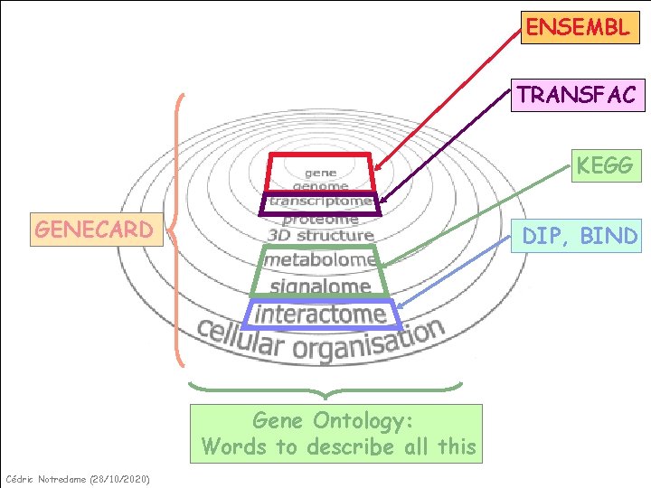 ENSEMBL TRANSFAC KEGG GENECARD DIP, BIND Gene Ontology: Words to describe all this Cédric