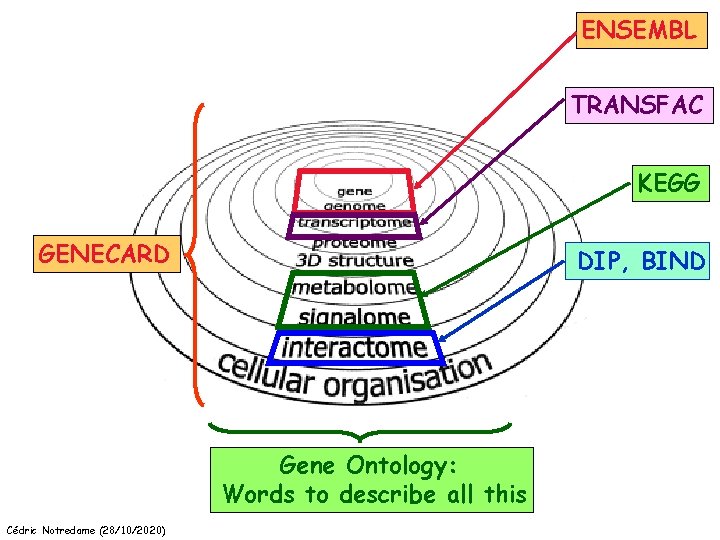 ENSEMBL TRANSFAC KEGG GENECARD DIP, BIND Gene Ontology: Words to describe all this Cédric