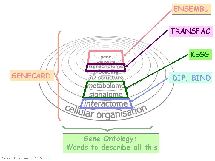 ENSEMBL TRANSFAC KEGG GENECARD DIP, BIND Gene Ontology: Words to describe all this Cédric