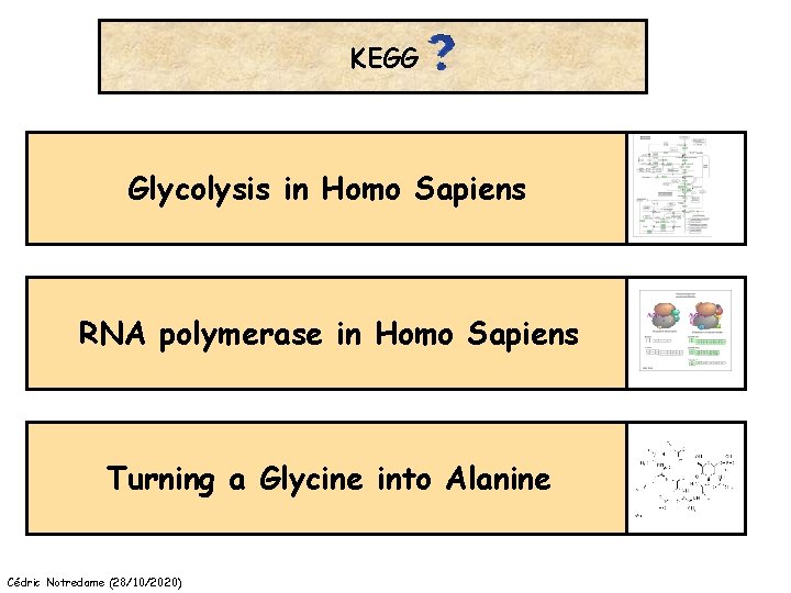 KEGG Glycolysis in Homo Sapiens RNA polymerase in Homo Sapiens Turning a Glycine into