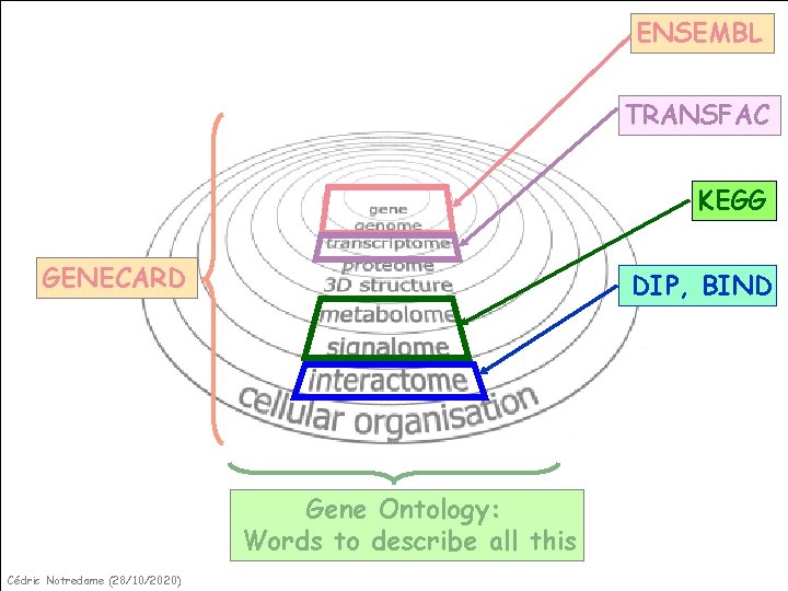 ENSEMBL TRANSFAC KEGG GENECARD DIP, BIND Gene Ontology: Words to describe all this Cédric