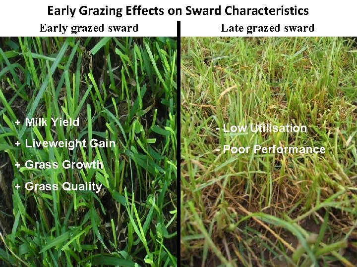 Early sward Earlygrazed Grazing Effects on Sward Characteristics Early grazed sward Late grazed sward