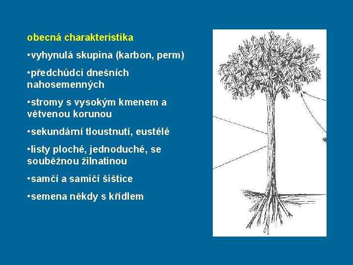 obecná charakteristika • vyhynulá skupina (karbon, perm) • předchůdci dnešních nahosemenných • stromy s