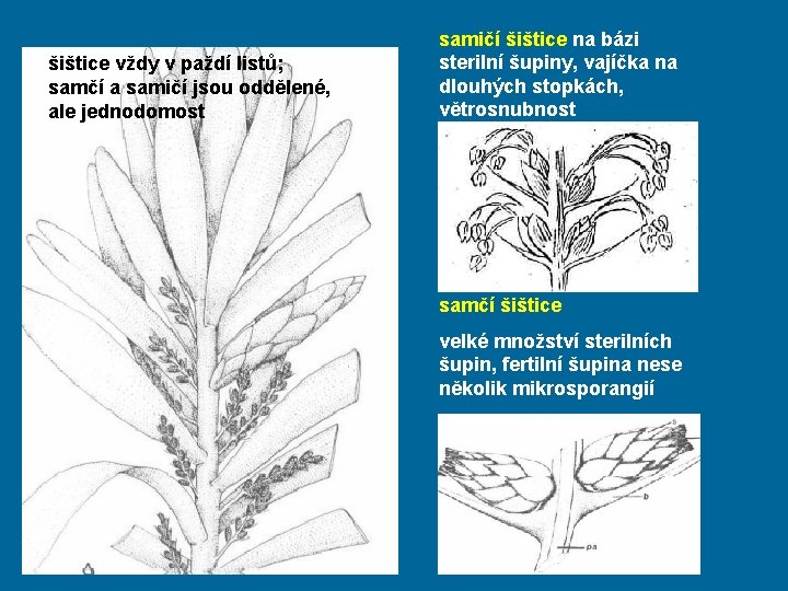 šištice vždy v paždí listů; samčí a samičí jsou oddělené, ale jednodomost samičí šištice