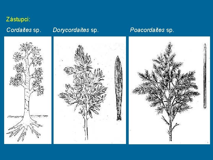 Zástupci: Cordaites sp. Dorycordaites sp. Poacordaites sp. 