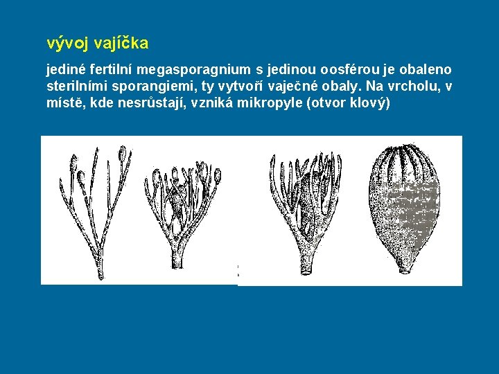 vývoj vajíčka jediné fertilní megasporagnium s jedinou oosférou je obaleno sterilními sporangiemi, ty vytvoří