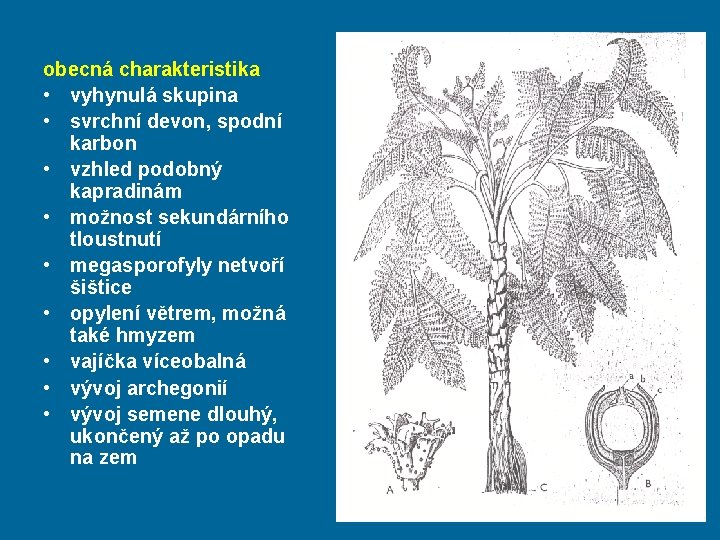 obecná charakteristika • vyhynulá skupina • svrchní devon, spodní karbon • vzhled podobný kapradinám