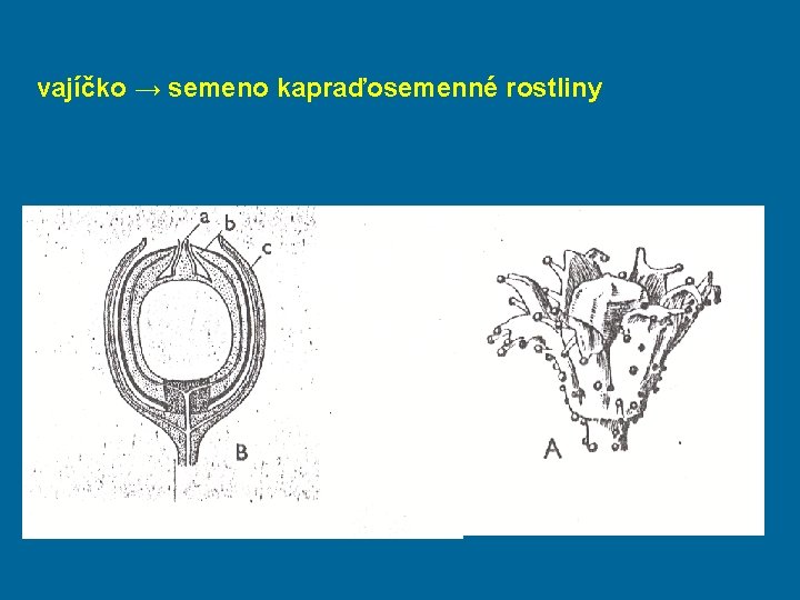 vajíčko → semeno kapraďosemenné rostliny 