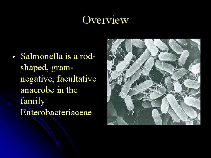 Overview • Salmonella is a rodshaped, gramnegative, facultative anaerobe in the family Enterobacteriaceae 