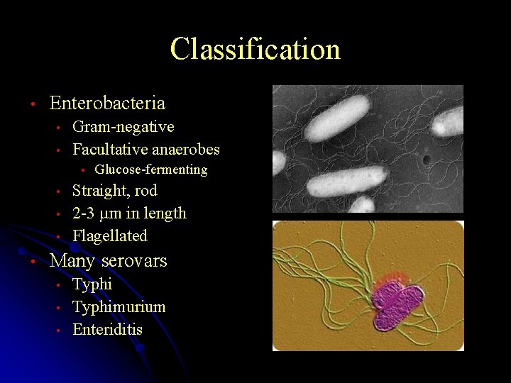 Classification • Enterobacteria • • Gram-negative Facultative anaerobes • • • Glucose-fermenting Straight, rod