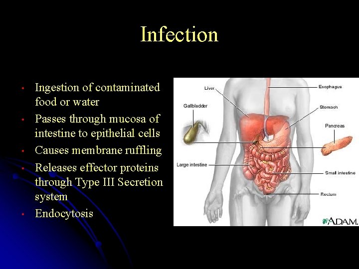Infection • • • Ingestion of contaminated food or water Passes through mucosa of
