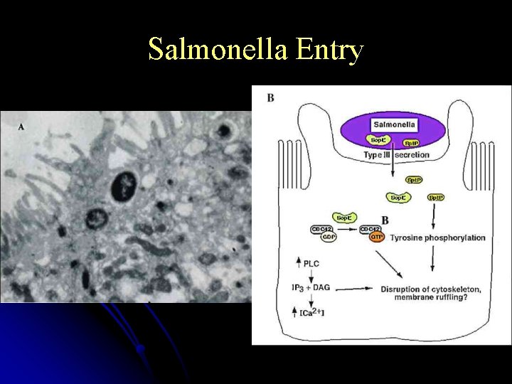 Salmonella Entry 