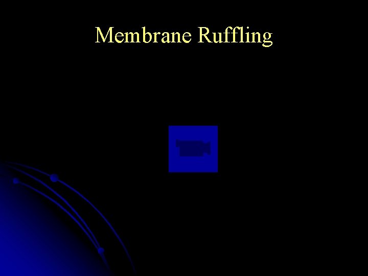 Membrane Ruffling 