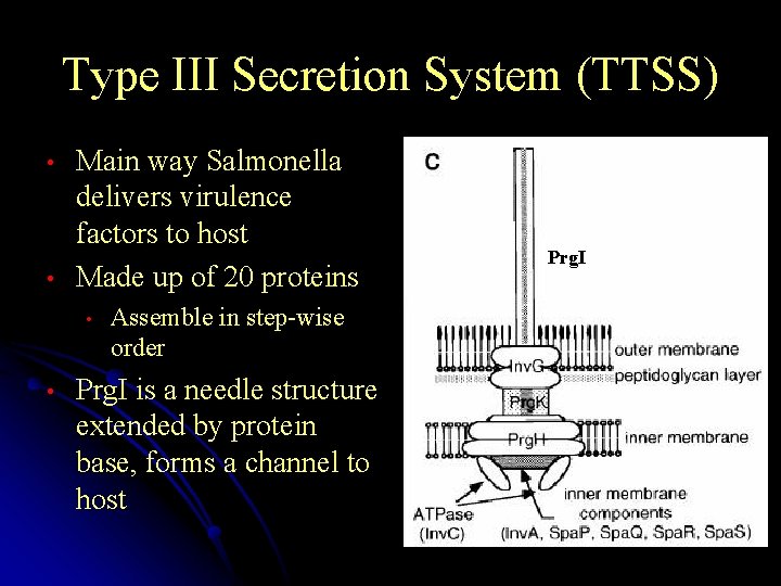 Type III Secretion System (TTSS) • • Main way Salmonella delivers virulence factors to