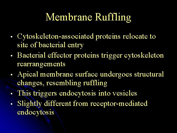 Membrane Ruffling • • • Cytoskeleton-associated proteins relocate to site of bacterial entry Bacterial