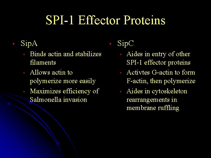 SPI-1 Effector Proteins • Sip. A • • • Binds actin and stabilizes filaments