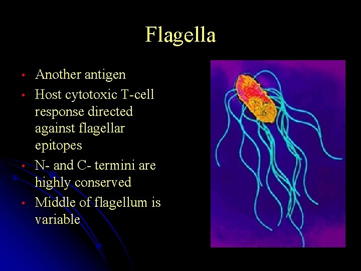 Flagella • • Another antigen Host cytotoxic T-cell response directed against flagellar epitopes N-