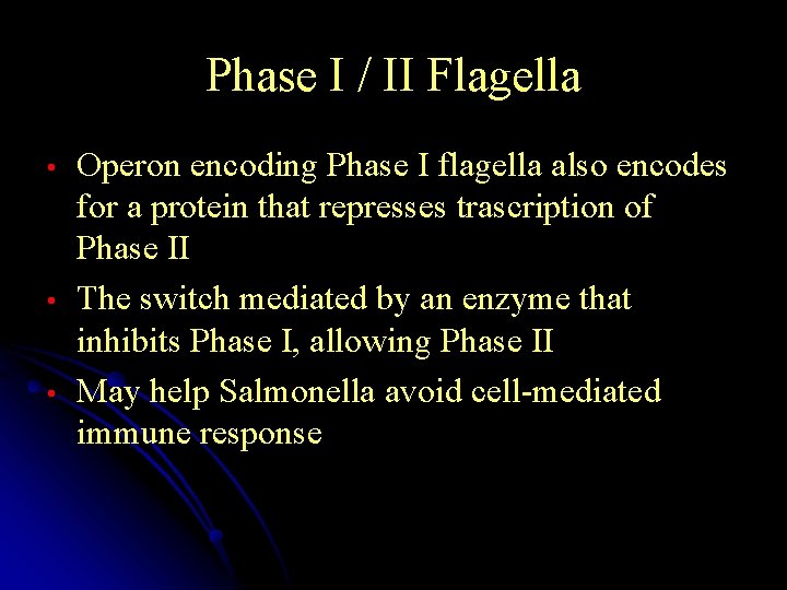 Phase I / II Flagella • • • Operon encoding Phase I flagella also