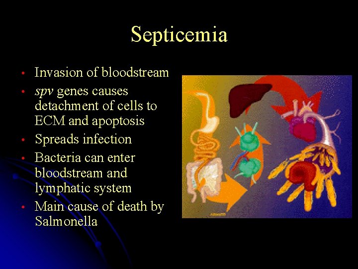 Septicemia • • • Invasion of bloodstream spv genes causes detachment of cells to