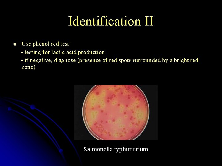 Identification II Use phenol red test: - testing for lactic acid production - if