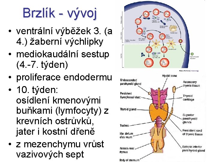 Brzlík - vývoj • ventrální výběžek 3. (a 4. ) žaberní výchlipky • mediokaudální