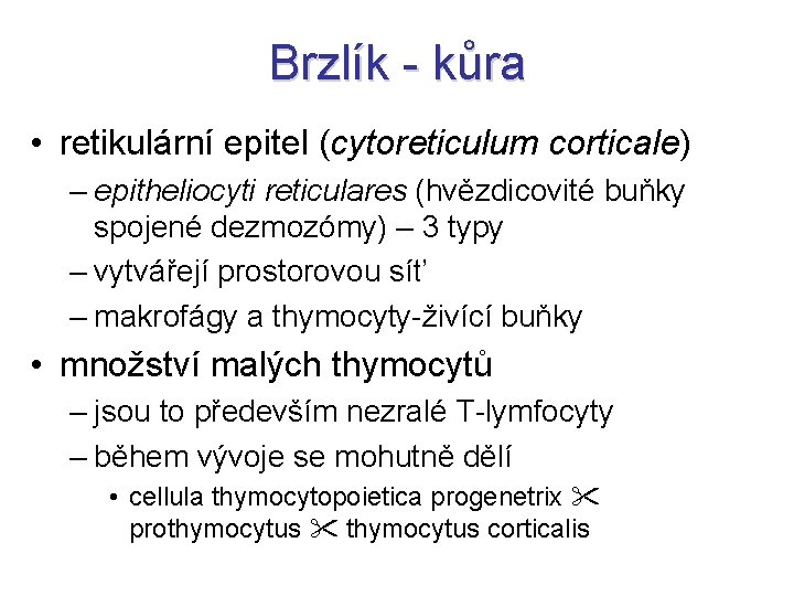Brzlík - kůra • retikulární epitel (cytoreticulum corticale) – epitheliocyti reticulares (hvězdicovité buňky spojené